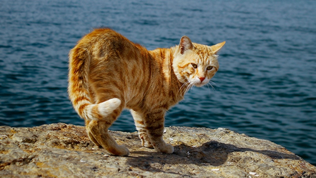 Les gusta el agua a los gatos