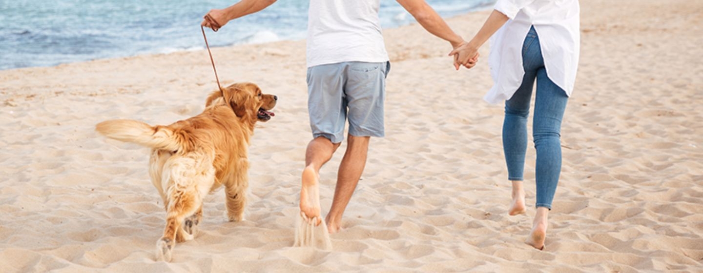 De vacaciones con tu perro a la playa