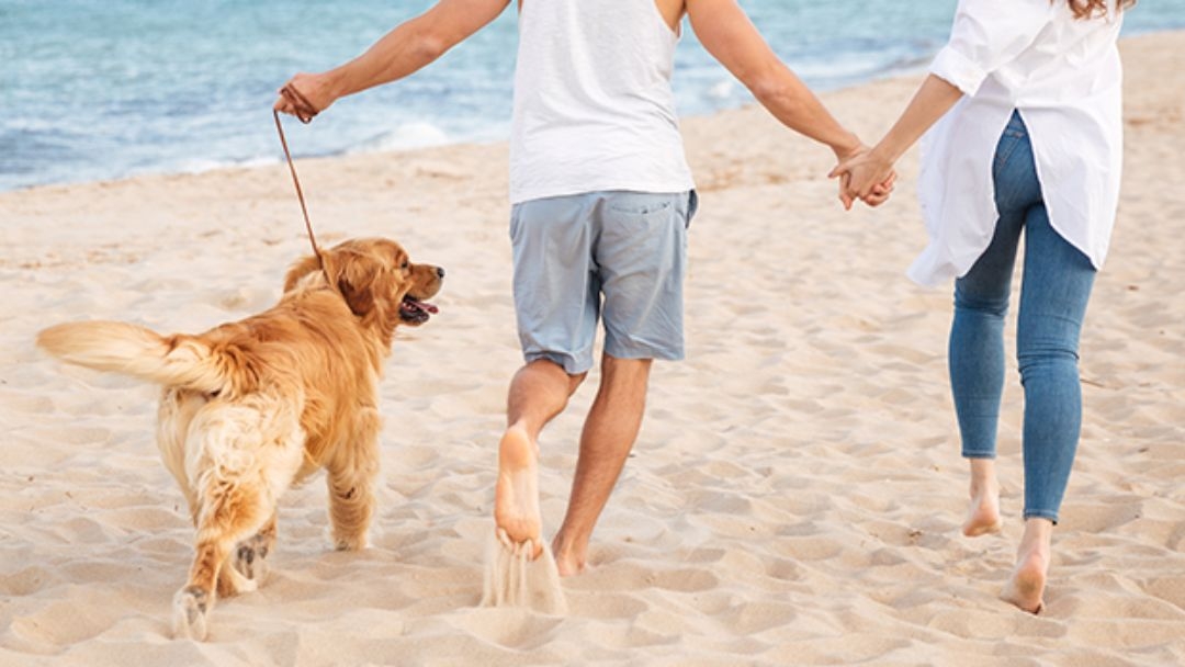 De vacaciones con tu perro a la playa