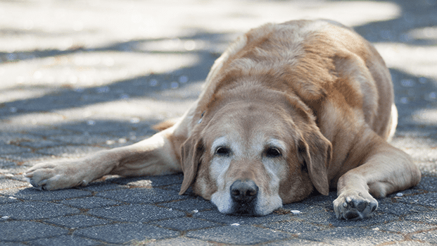 Golpe de calor en perros