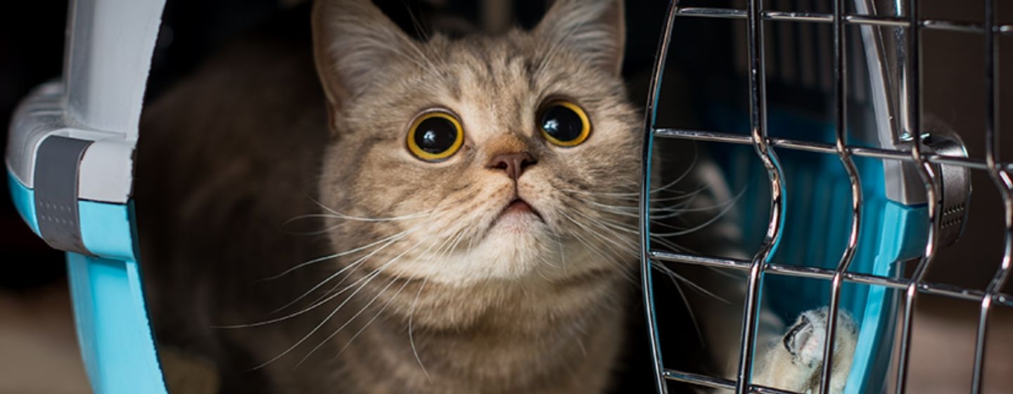 Viajar con gato en autobús