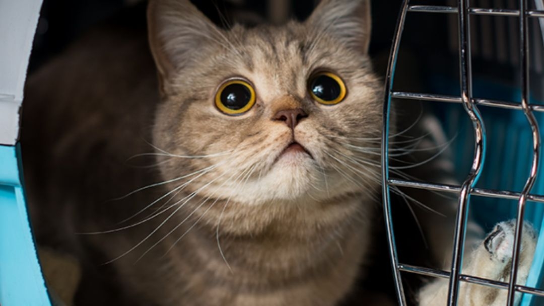 Viajar con gato en autobús