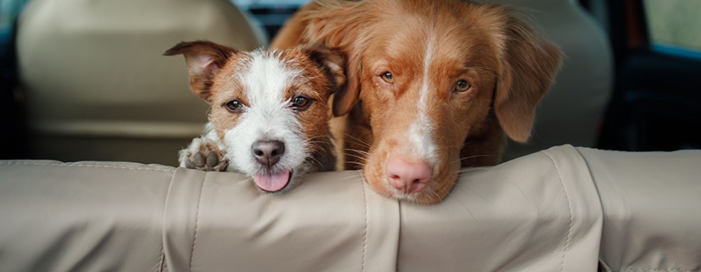 Funda Protectora para Asientos de Autos de Perros Gatos Mascotas