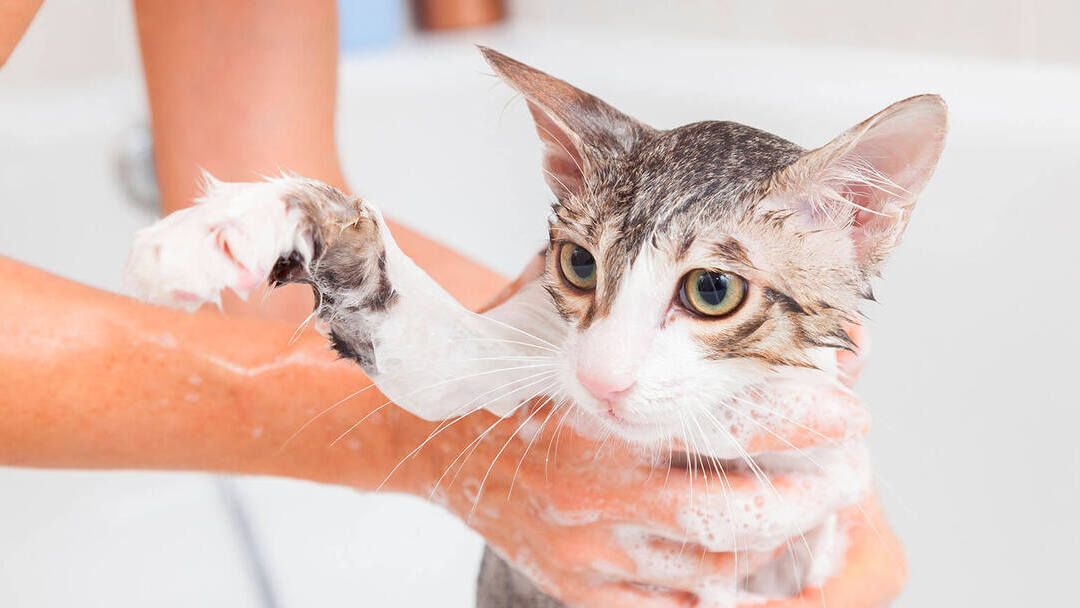 Consumir aleatorio Vientre taiko Cada cuánto puedo bañar a mi gato | Purina®