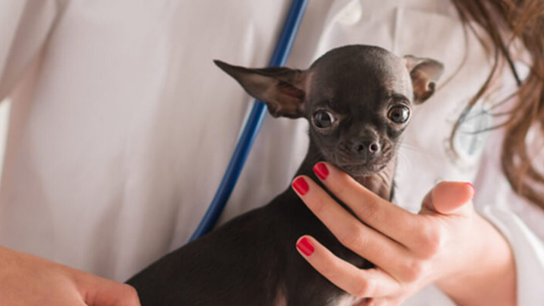 Perro de raza pequeña con veterinario