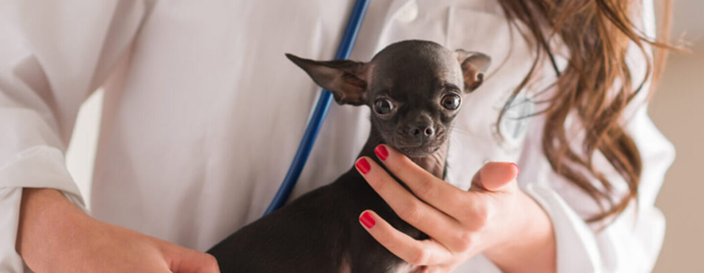 Perro de raza pequeña con veterinario