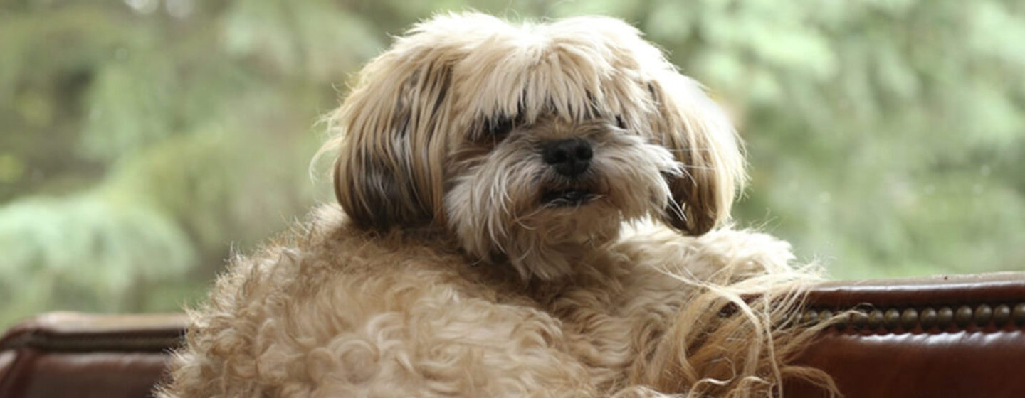 Perro de raza pequeña en el sofá