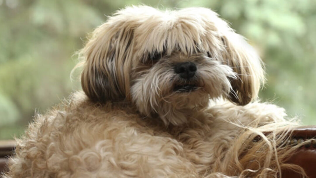 Perro de raza pequeña en el sofá