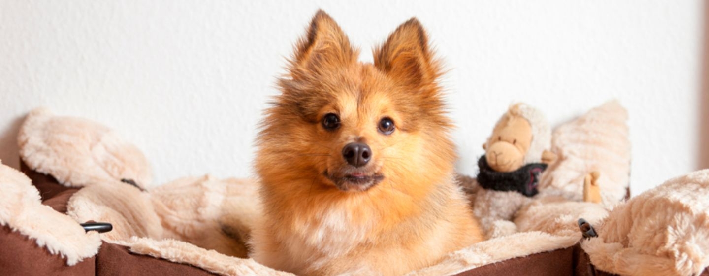 Camas para perros de raza pequeña