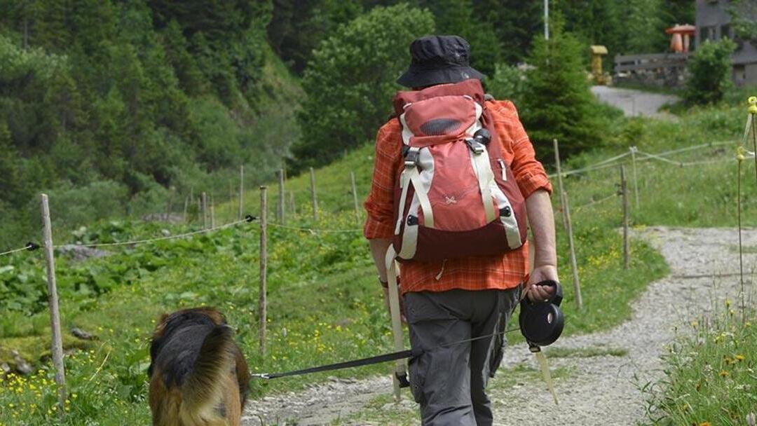 Hacer el Camino de Santiago con perro 