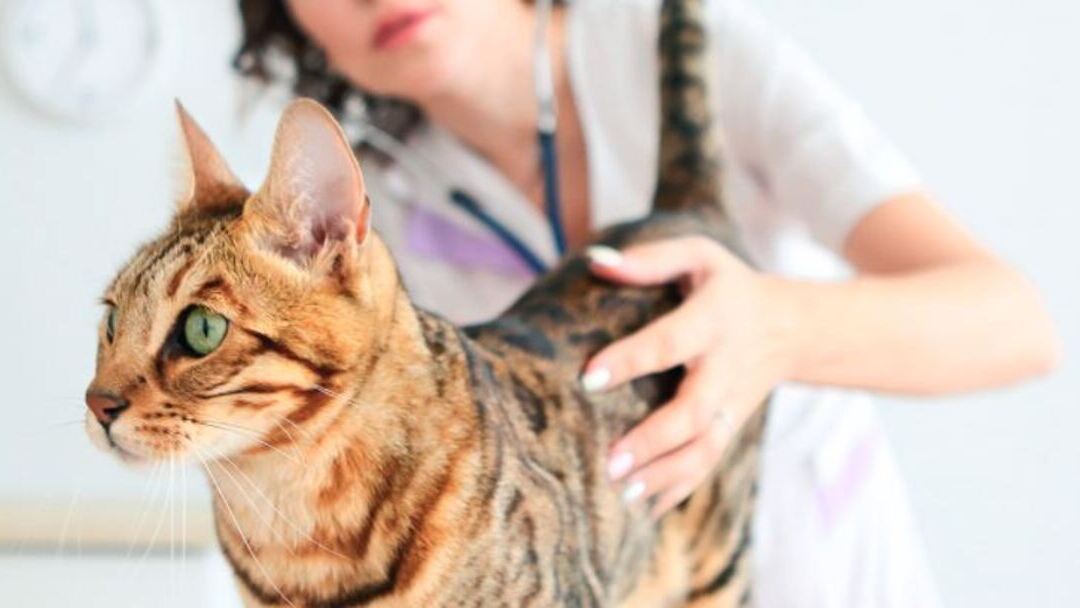 QUÉ DEBES TENER EN CUENTA A LA HORA DE ESTERILIZAR A TU GATO