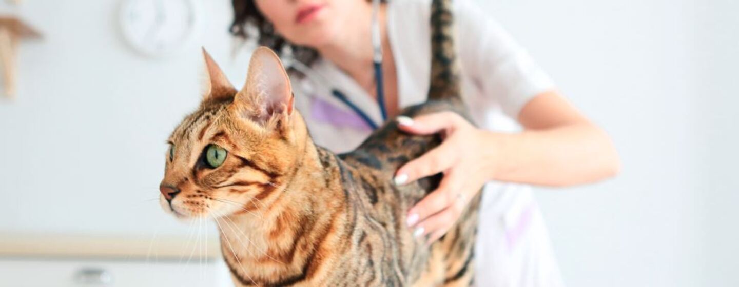 QUÉ DEBES TENER EN CUENTA A LA HORA DE ESTERILIZAR A TU GATO