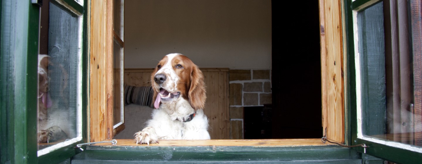 Casas rurales que admiten perros