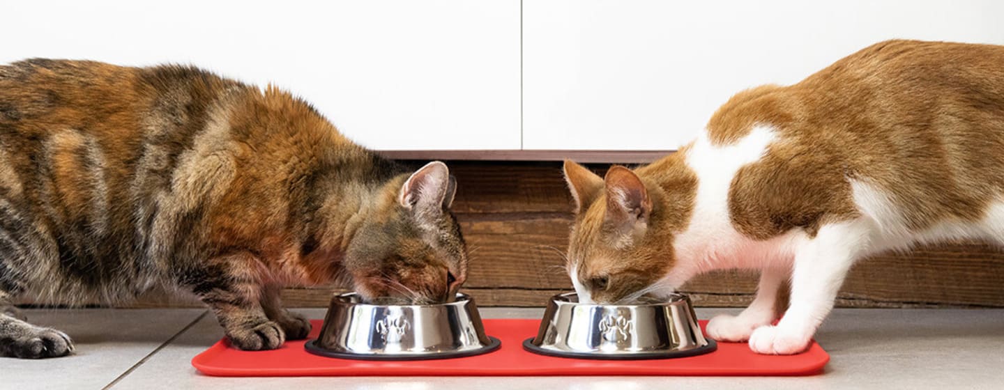 Dos gatos comiendo de un tazón