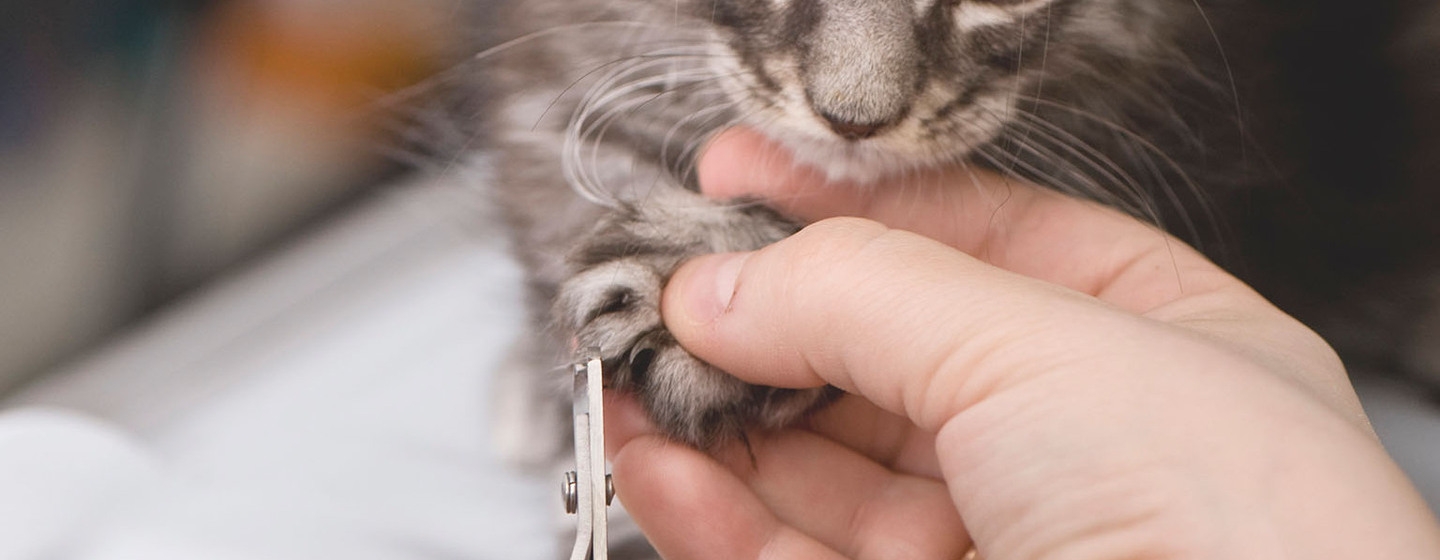 Cómo cortarle las uñas a un gatito | Purina®