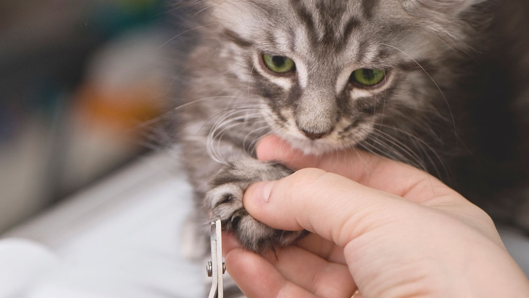 Cómo cortarle las uñas a un gatito | Purina®