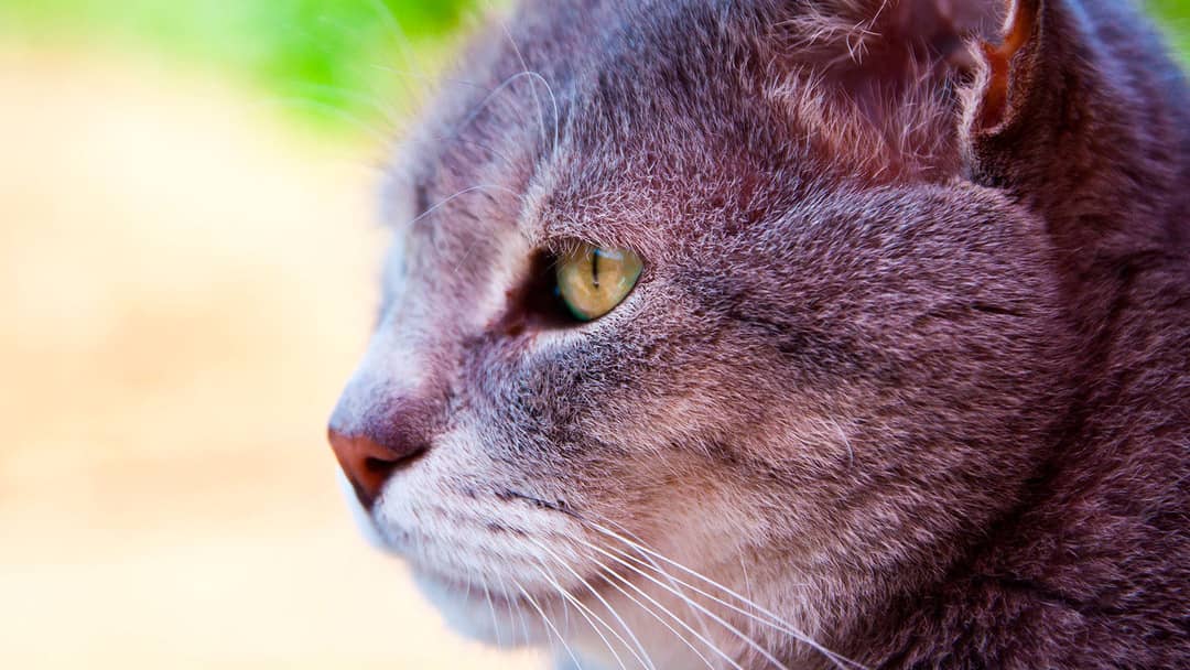 CUIDAR DE UN GATO DE EDAD AVANZADA