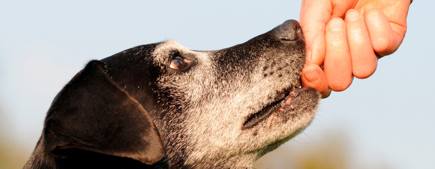 Hospitalidad Capitán Brie Cuaderno Demencia en perros: consejos | Purina®