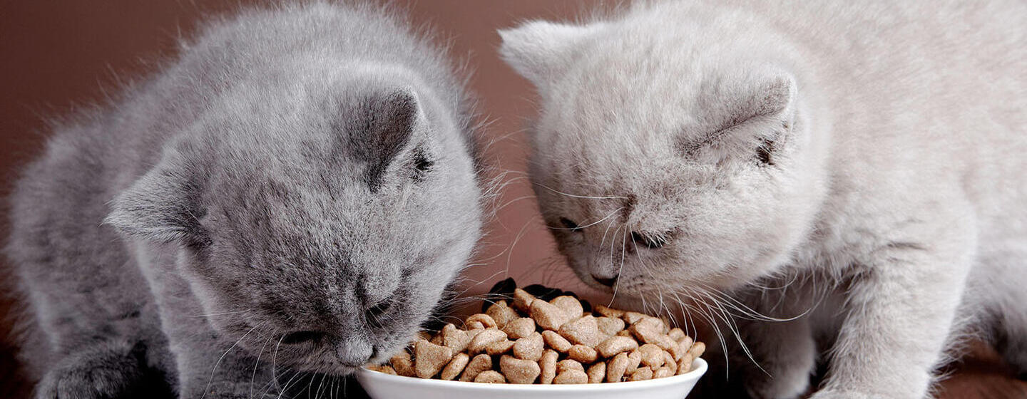 Doméstico Residuos doble Información sobre dietas equilibradas para gatos | Purina®