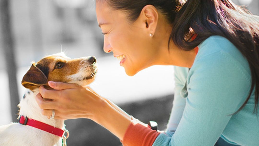 Jack Russell con dueño