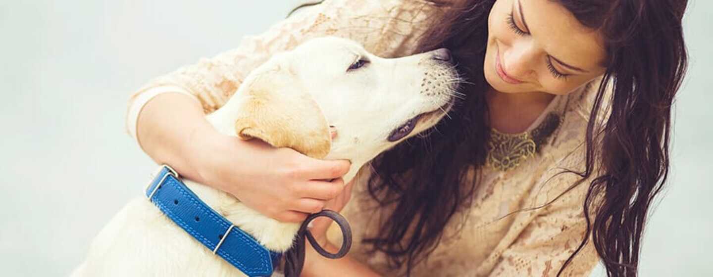 Señuelo Supresión Residuos Esterilizar perro: preguntas más Frecuentes | Purina®