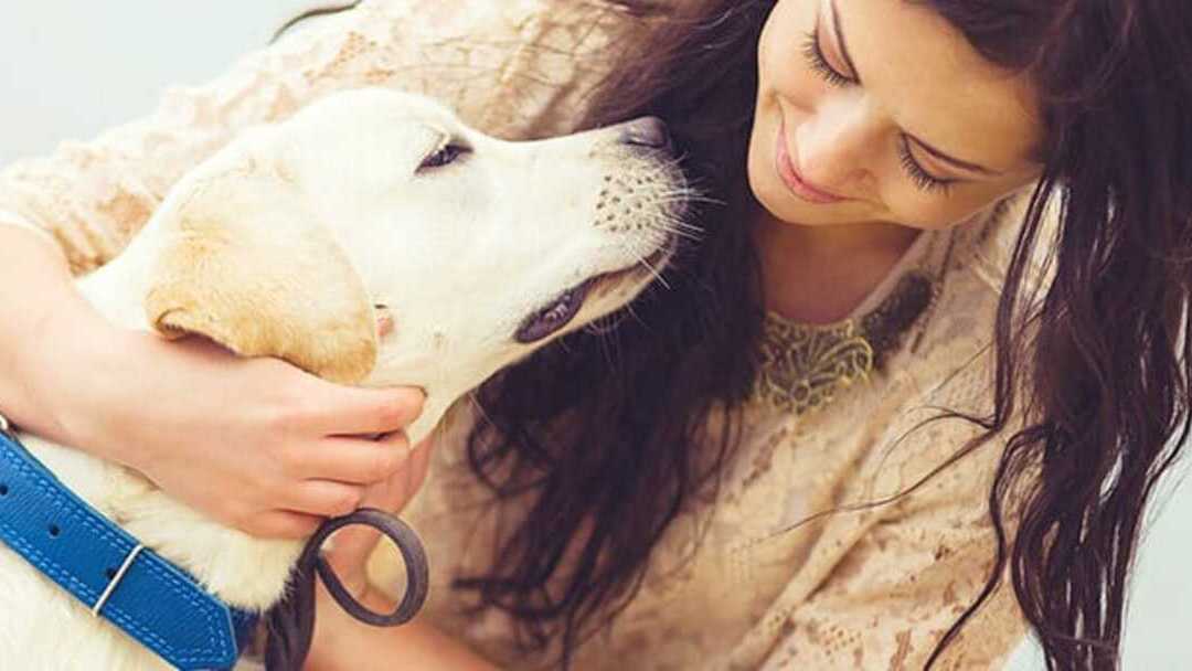 Retriever con su dueño