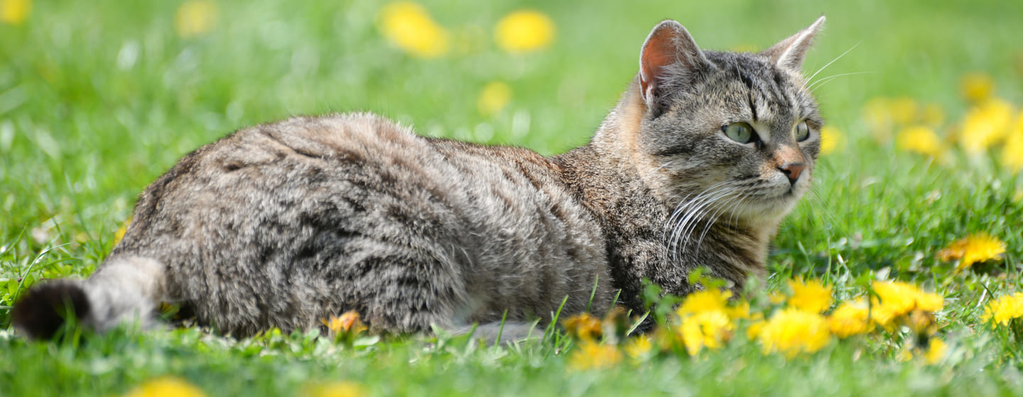 Gatos de pelo corto