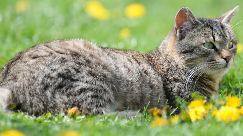 Gatos de pelo corto