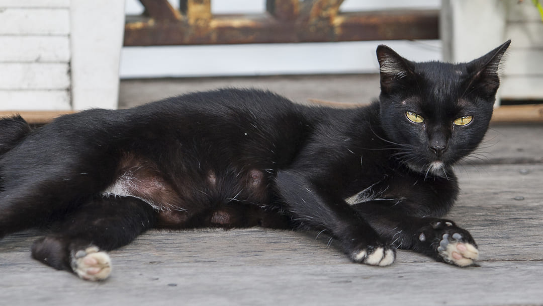 Gatos de raza pequeña