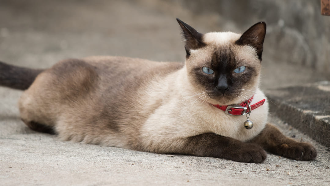 Gatos orientales