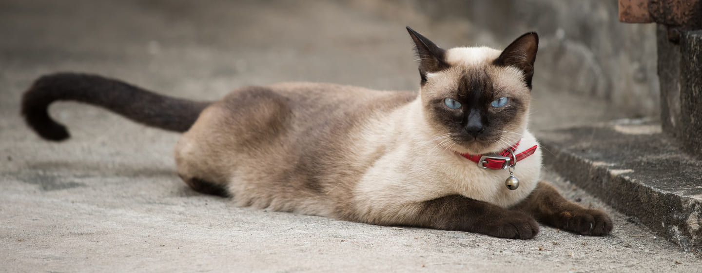 Gatos orientales