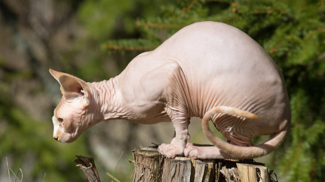 Gatos sin pelo