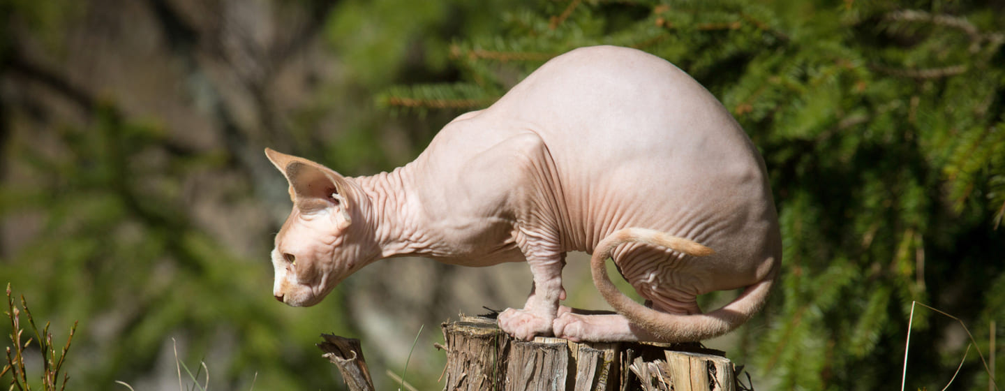 Gatos sin pelo