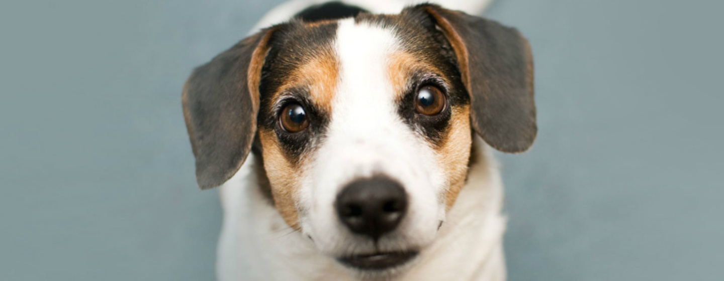 Jack Russell mirando hacia arriba