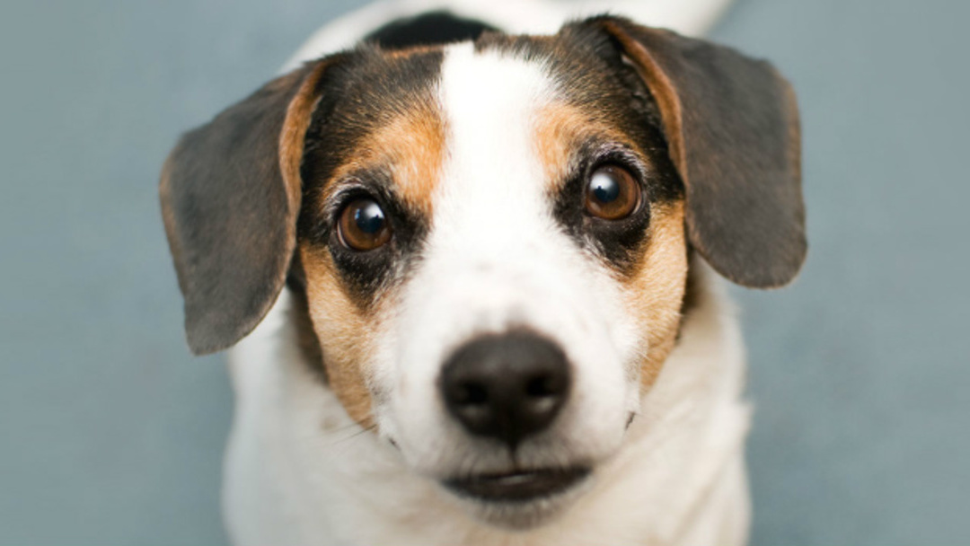 Jack Russell mirando hacia arriba