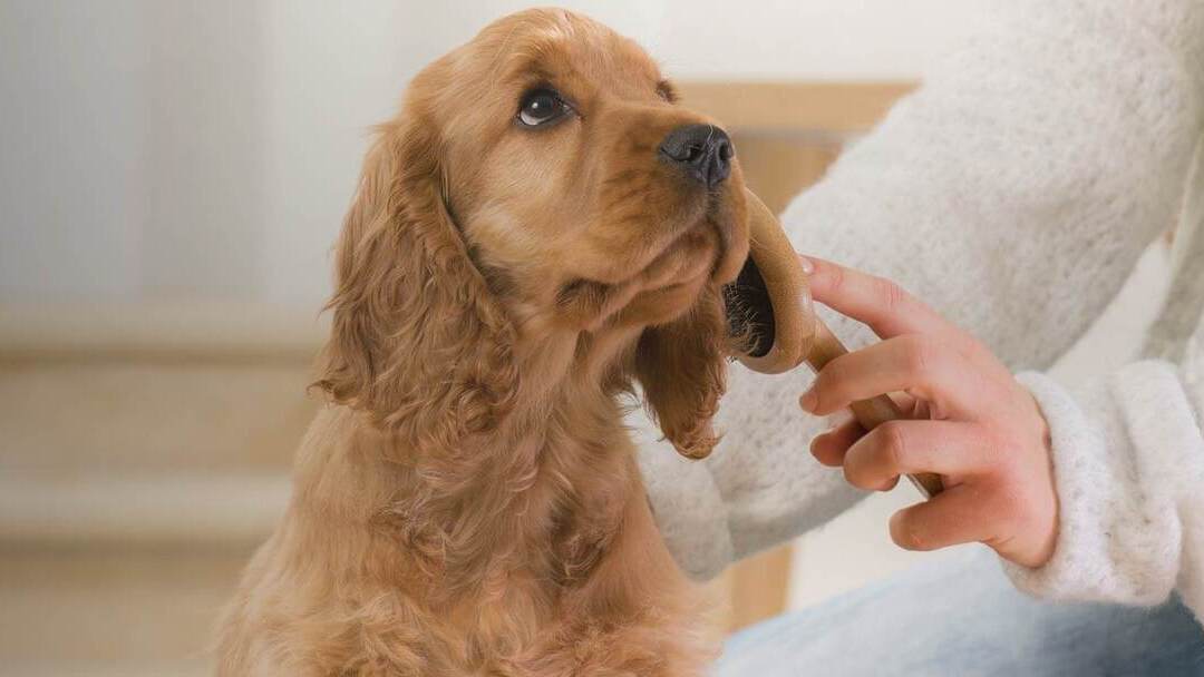 DIARREA EN PERROS