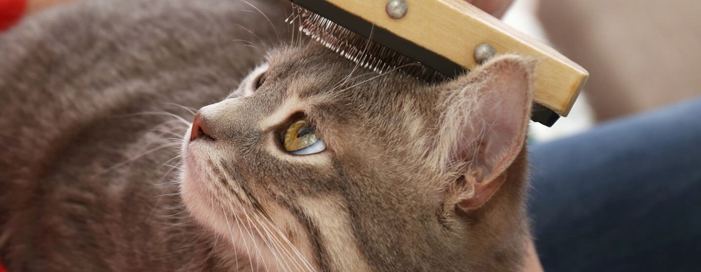 Caída de pelo en gatos: causas y tratamientos