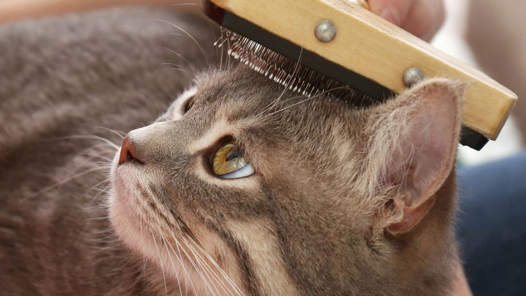 Caída de pelo en gatos: causas y tratamientos