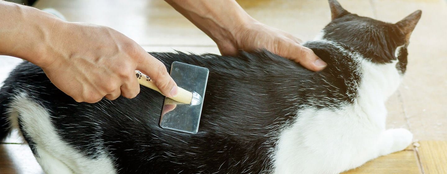 Cómo cepillar a un gato