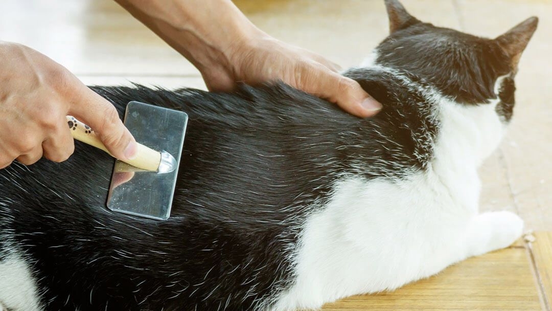 Cómo cepillar a un gato