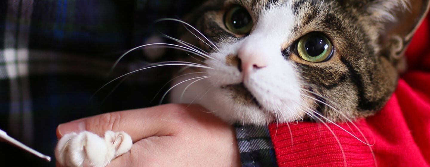 ¿Cómo cortar las uñas de un gato?