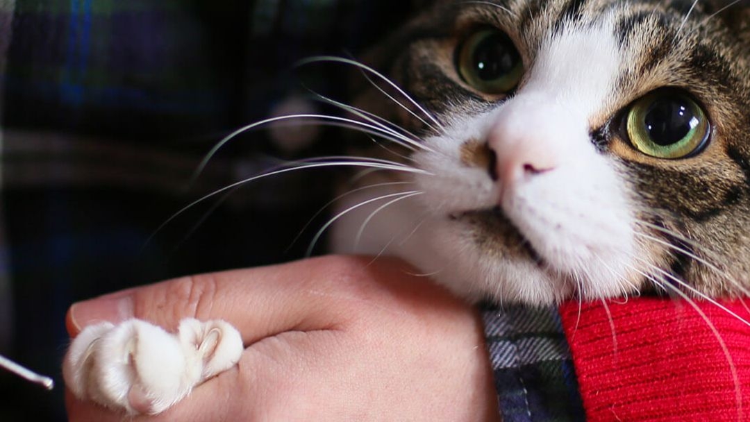 ¿Cómo cortar las uñas de un gato?