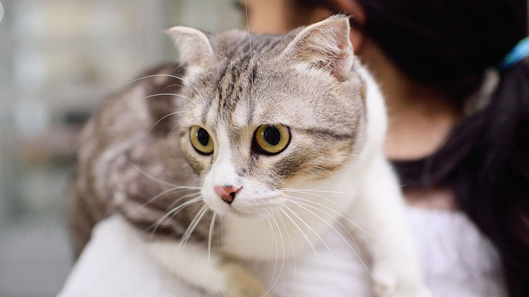 Minimizar estrés gato en veterinario | Purina®
