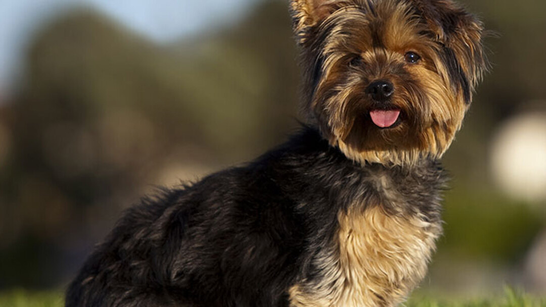 Yorkshire Terrier, características y Purina®
