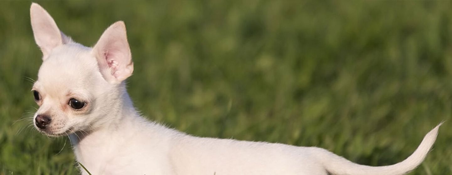 Chihuahua perro de raza pequeña
