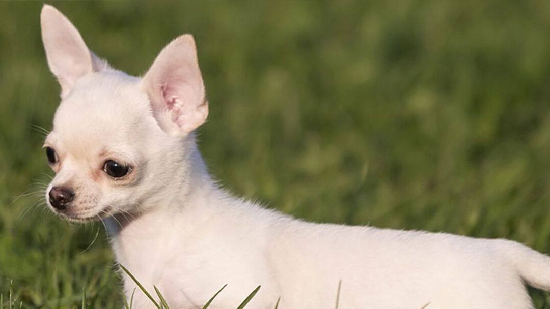  Chihuahua perro de raza pequeña