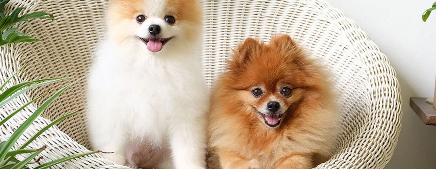 Pomerania: perro de raza pequeña