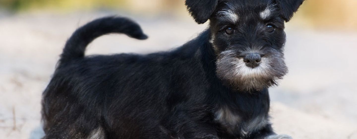 Schnauzer miniatura perro de raza pequeña