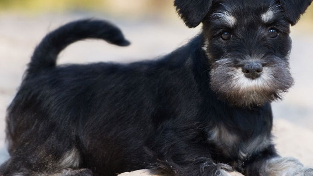 Schnauzer miniatura perro de raza pequeña