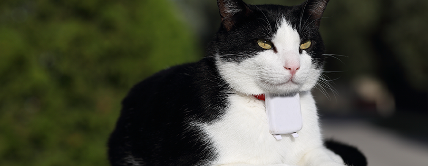 La importancia del GPS para gatos